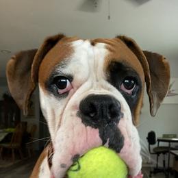 Boxers from Gilmore Boxers