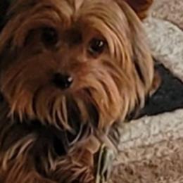Yorkshire Terriers from Cute A55 Yorkshire Terriers