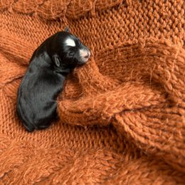 Black Tri Male - Black tri male Miniature Australian Shepherd puppy in Washington, Indiana from Southern Indiana Mini Aussies