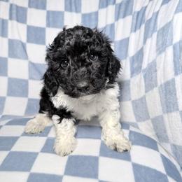 Nash - Parti male Goldendoodle puppy in Litchfield, Connecticut from Gracie Doodles CT
