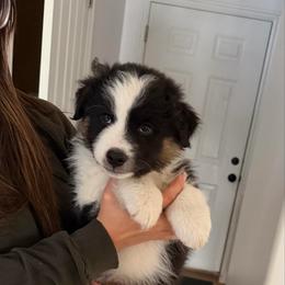 Rooster - Black tri-color male Australian Shepherd puppy in Plain City, Utah from Lost Creek Aussies