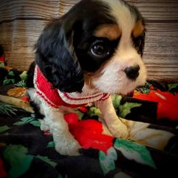 Cavalier King Charles Spaniel Puppies from Krawczyk's House of Cavaliers