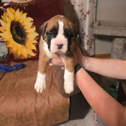 Will - Fawn male Boxer puppy in Mount Zion, Illinois from Foulk's Boxer Puppies