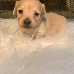 Dachshund Puppies from Karas Royal Dachshunds