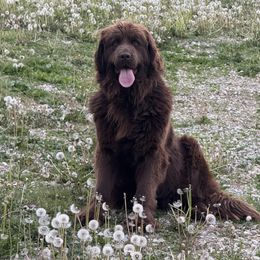 Brandy - Newfoundland