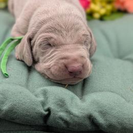 Caden - Silver gray male Weimaraner puppy in Evart, Michigan from Drehbar Weimaraners