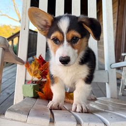 Champ - Black and tan male Pembroke Welsh Corgi puppy in El Dorado Springs, Missouri from Trixie Dixie