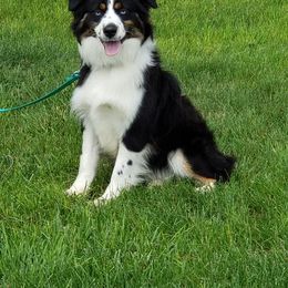 Miniature Australian Shepherds and Toy Australian Shepherds from Long's lil Aussies