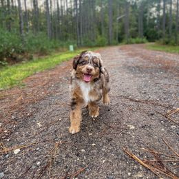 Aussiedoodle and Australian Shepherd Puppies from Autumn's Aussies