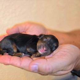 Girl 1 - Tri-color female Bernedoodle puppy in Blanco, Texas from Texas Hill Country Sheepadoodles & Bernedoodles