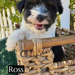 Ross - Black phantom male Aussiedoodle puppy in Bakersfield, California from Annie's Aussies