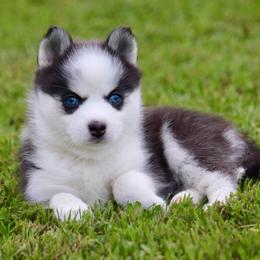 Girl 1 - Blue female Pomsky puppy in Denham Springs, Louisiana from Bayouland Pomskies