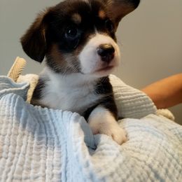 Pembroke Welsh Corgi Puppies from Patrick's Pembroke Welsh Corgis