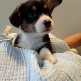 Pembroke Welsh Corgi Puppies from Patrick's Pembroke Welsh Corgis