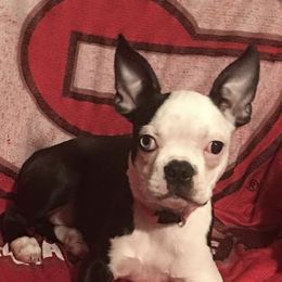 Boston Terriers, Boxers, and Companion Crosses from KD’s K9 Oasis