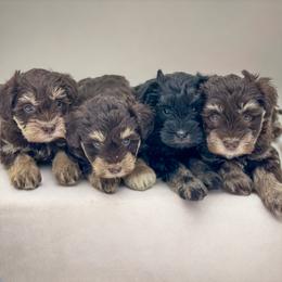 Neela - Liver female Miniature Schnauzer puppy in Tacoma, Washington from AKC Nordwest Schnauzers