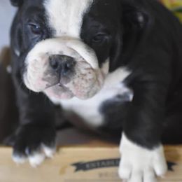 Bulldog Puppies from Dampier Bulldogs Mo