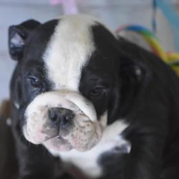 Bulldog Puppies from Dampier Bulldogs Mo