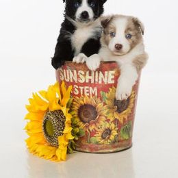 Australian Shepherd Puppies from Rockin Rafter L Aussies