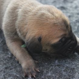 Mastiff Puppies from Fire Creek Mastiffs