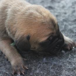 Mastiff Puppies from Fire Creek Mastiffs