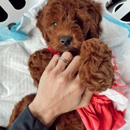 Goldendoodle Puppies from Poshpaw Goldendoodles