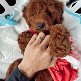 Goldendoodle Puppies from Poshpaw Goldendoodles