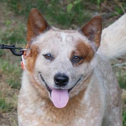 Boogie - Australian Cattle Dog