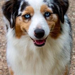 Palmer - Australian Shepherd