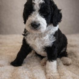 Charlie - Black and white male Sheepadoodle puppy in Tennessee, Illinois from The Artman Family