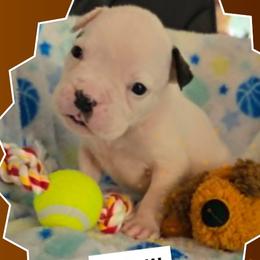 Rolo (White, Ear Patch) - White male American Bulldog puppy in Three Rivers, Michigan from Jemms Kennels