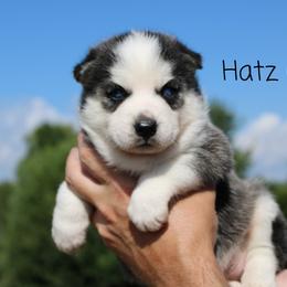 Cavapoo and Pomsky Puppies from Hatz Off Puppies