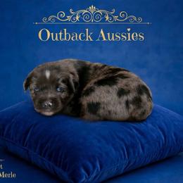 Scout - Blue merle male Australian Shepherd puppy in Ranger, Texas from Outback Mini Aussies