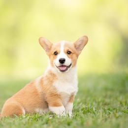 Blue Collar - Paddington - Sable male Pembroke Welsh Corgi puppy in Waverly Hall, Georgia from 6g Ranch Corgis