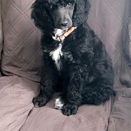 Poodle Puppies from A & A Pinedale Standard Poodles