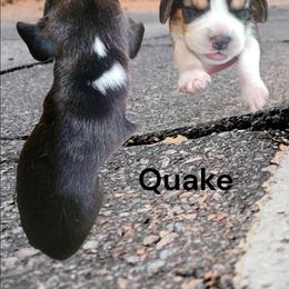 Quake - Black fawn and white female Beagle puppy in Brockway, Pennsylvania from Sugar Hill Hounds