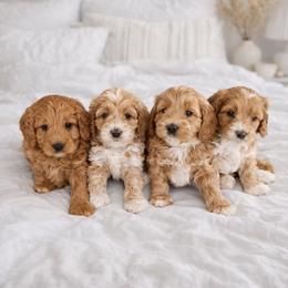Goldendoodle puppies from Glittering Grace Goldendoodles