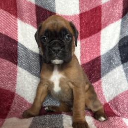 Lovie - Fawn female Boxer puppy in Cicero, New York from MK Boxer Haven of CNY