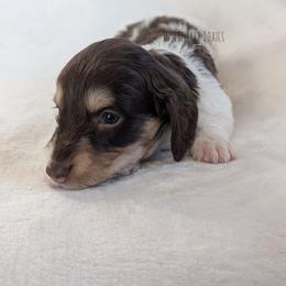 Girl 1 - Piebald female Dachshund puppy in San Diego, California from Sweetheart Doxies LLC