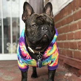 Rocky - French Bulldog