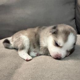 1st born and male puppy - Merle male Pomsky puppy in West Sacramento, California from Pinkie's Pomskies