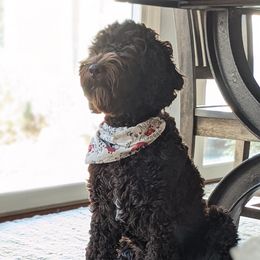 Tifton - Australian Labradoodle