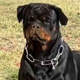 Mambacita - Rottweiler