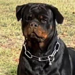 Mambacita - Rottweiler