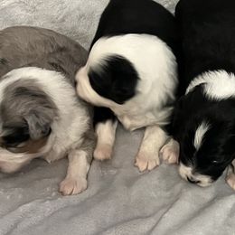 Miniature Australian Shepherds and Toy Australian Shepherds from Chisholm Trail Aussies