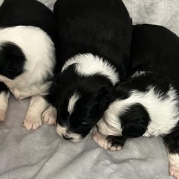 Miniature Australian Shepherds and Toy Australian Shepherds from Chisholm Trail Aussies