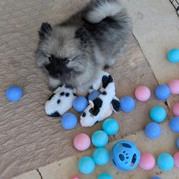 YELLOW GIRL - Black and silver female Keeshond puppy in Fayetteville, Tennessee from Erbekees-Keeshonden
