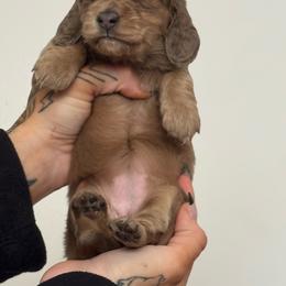 Girl 1 - Fawn (Isabella) female Dachshund puppy in Rio, Wisconsin from Three K Miniature Dachshunds