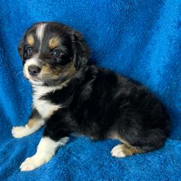 Girl 2 - Black tri female Miniature Australian Shepherd puppy in Hokes Bluff, Alabama from Alegria Toy Aussies