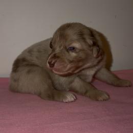 Jellybean - Red merle male Australian Shepherd puppy in Windsor, New York from Double B Aussies